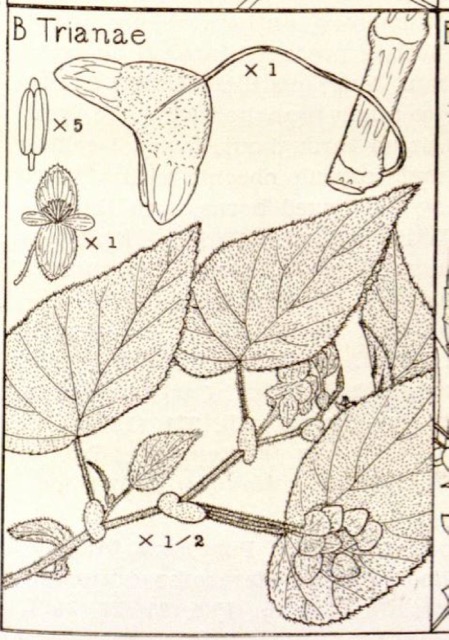 B. trianae